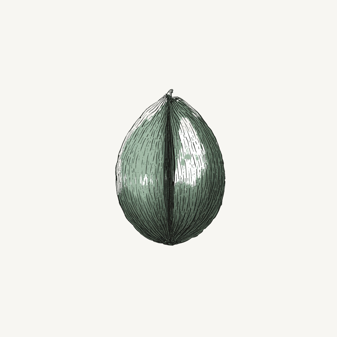 Peu seed representing growth and potential
